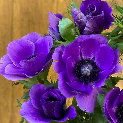 Purple Fresh Fresh Cut Designer Anemones